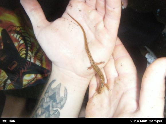 Eastern Long-tailed Salamander