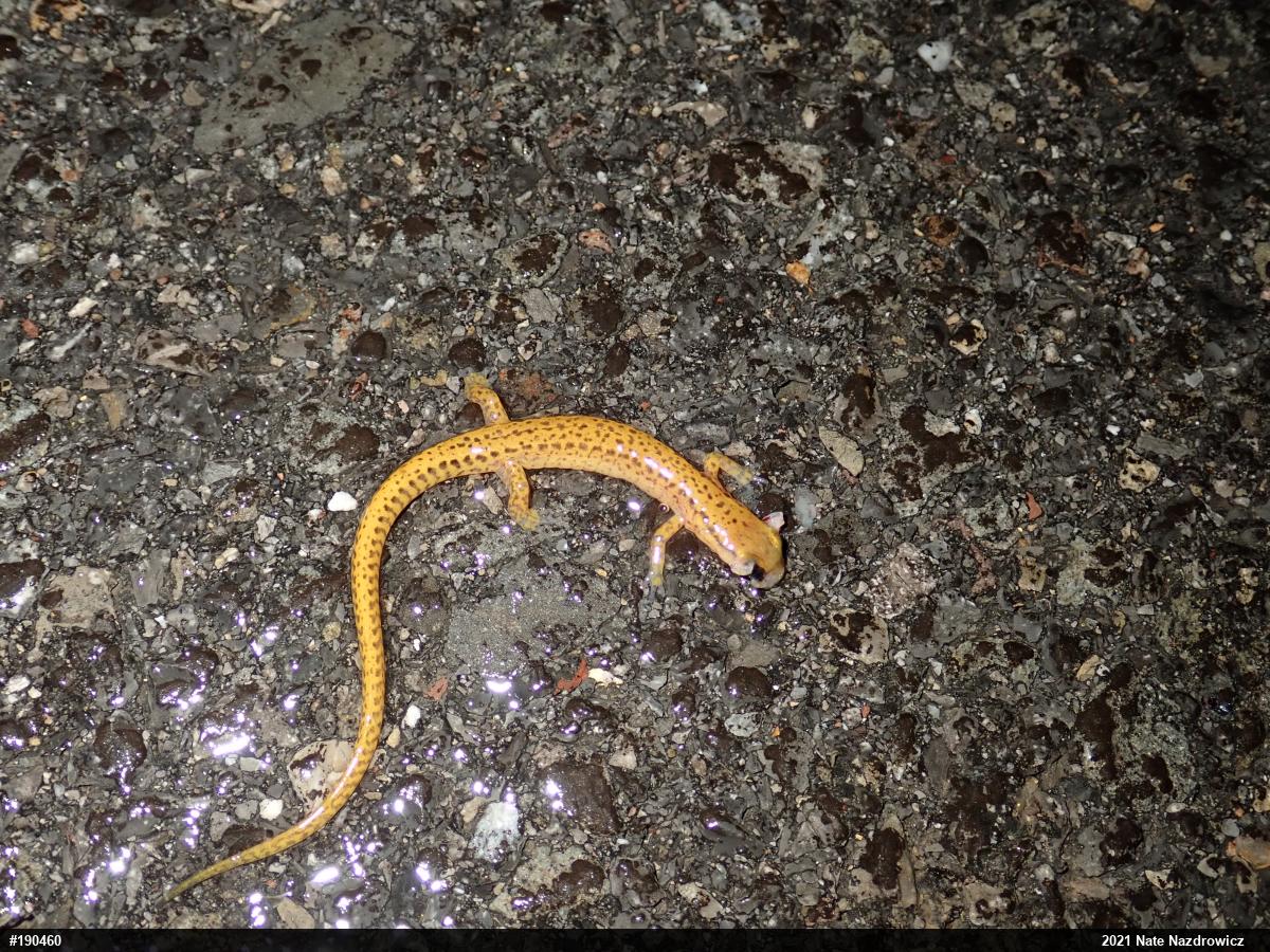 Eastern Long-tailed Salamander
