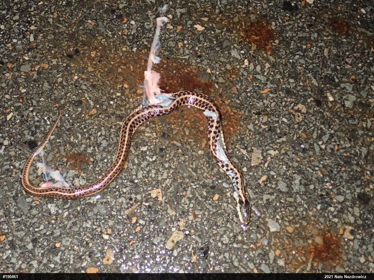 Eastern Gartersnake