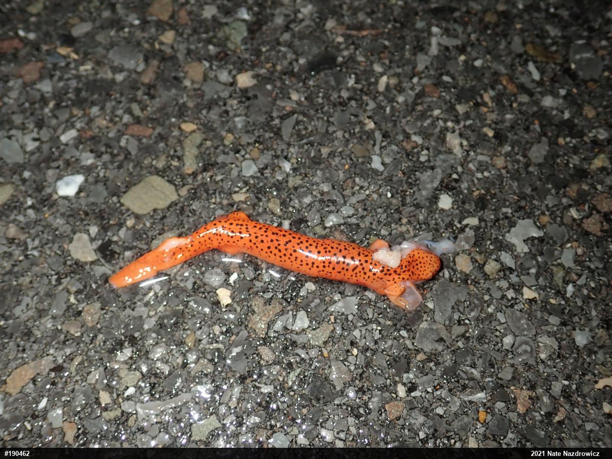 Northern Red Salamander