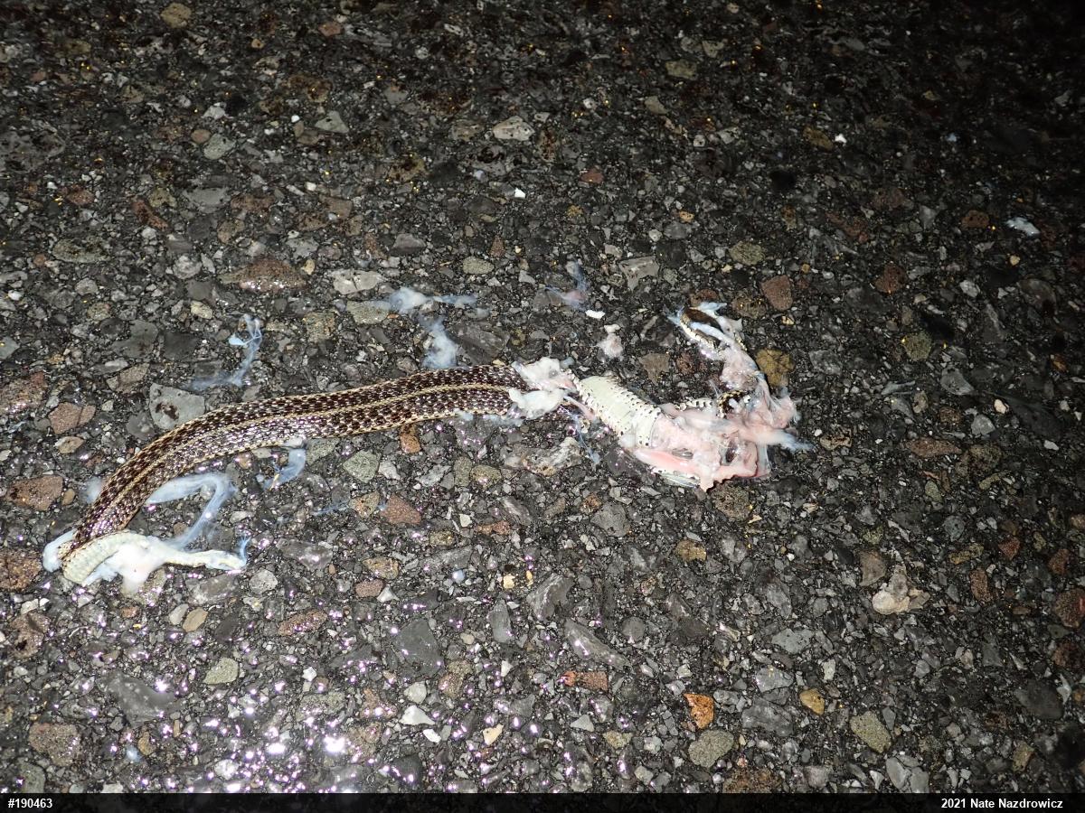 Eastern Gartersnake