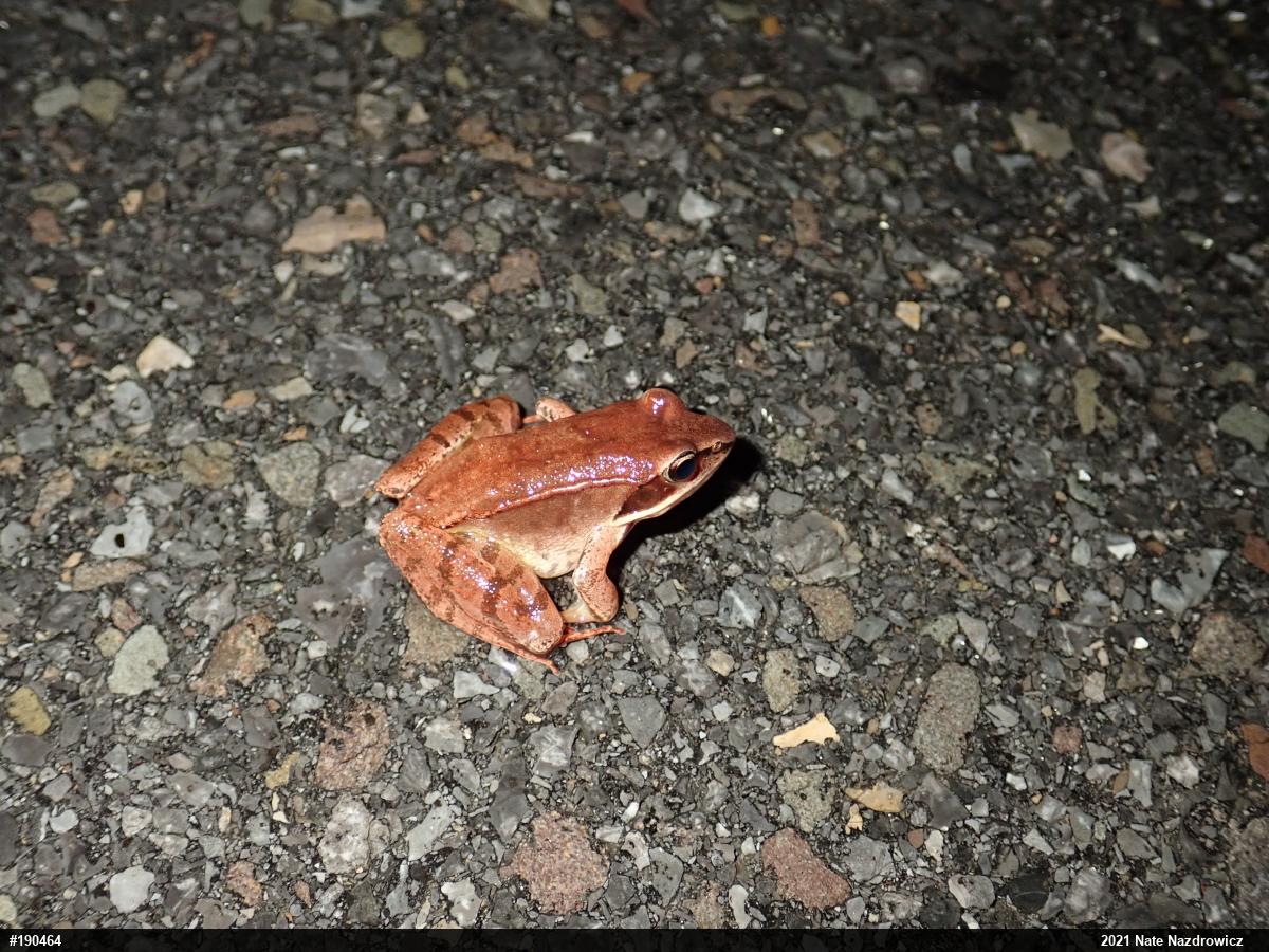 Wood Frog