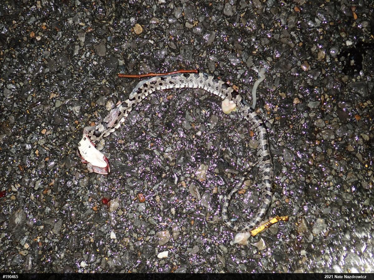 Eastern Ratsnake
