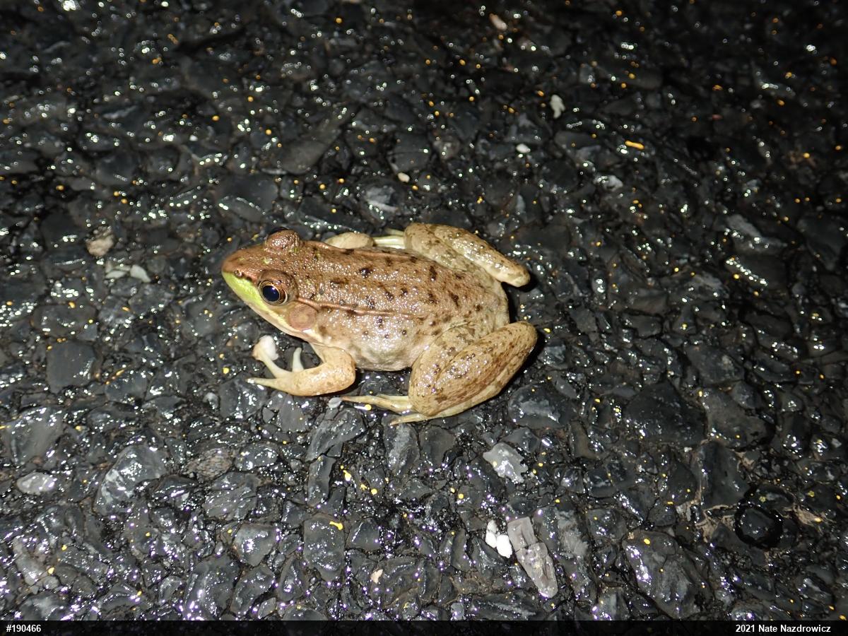 Green Frog