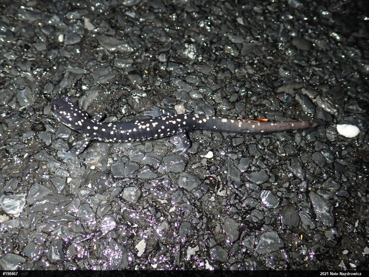 Northern Slimy Salamander
