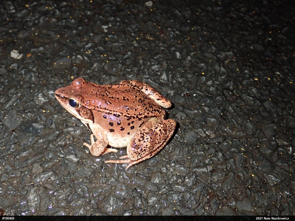 Wood Frog