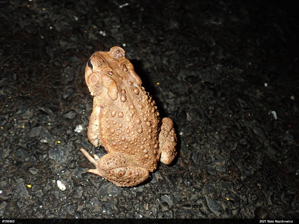 Eastern American Toad