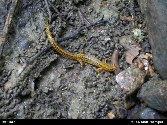 Eastern Long-tailed Salamander