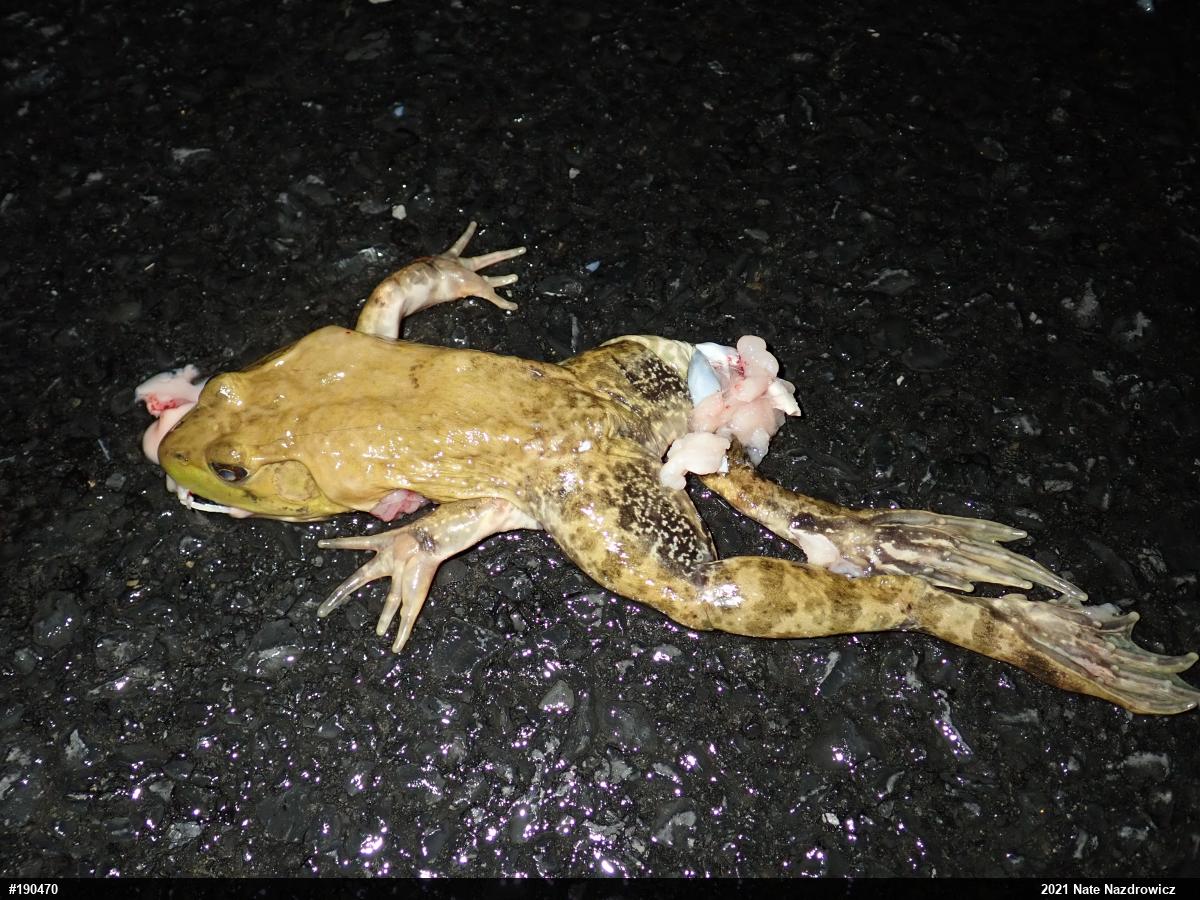 American Bullfrog