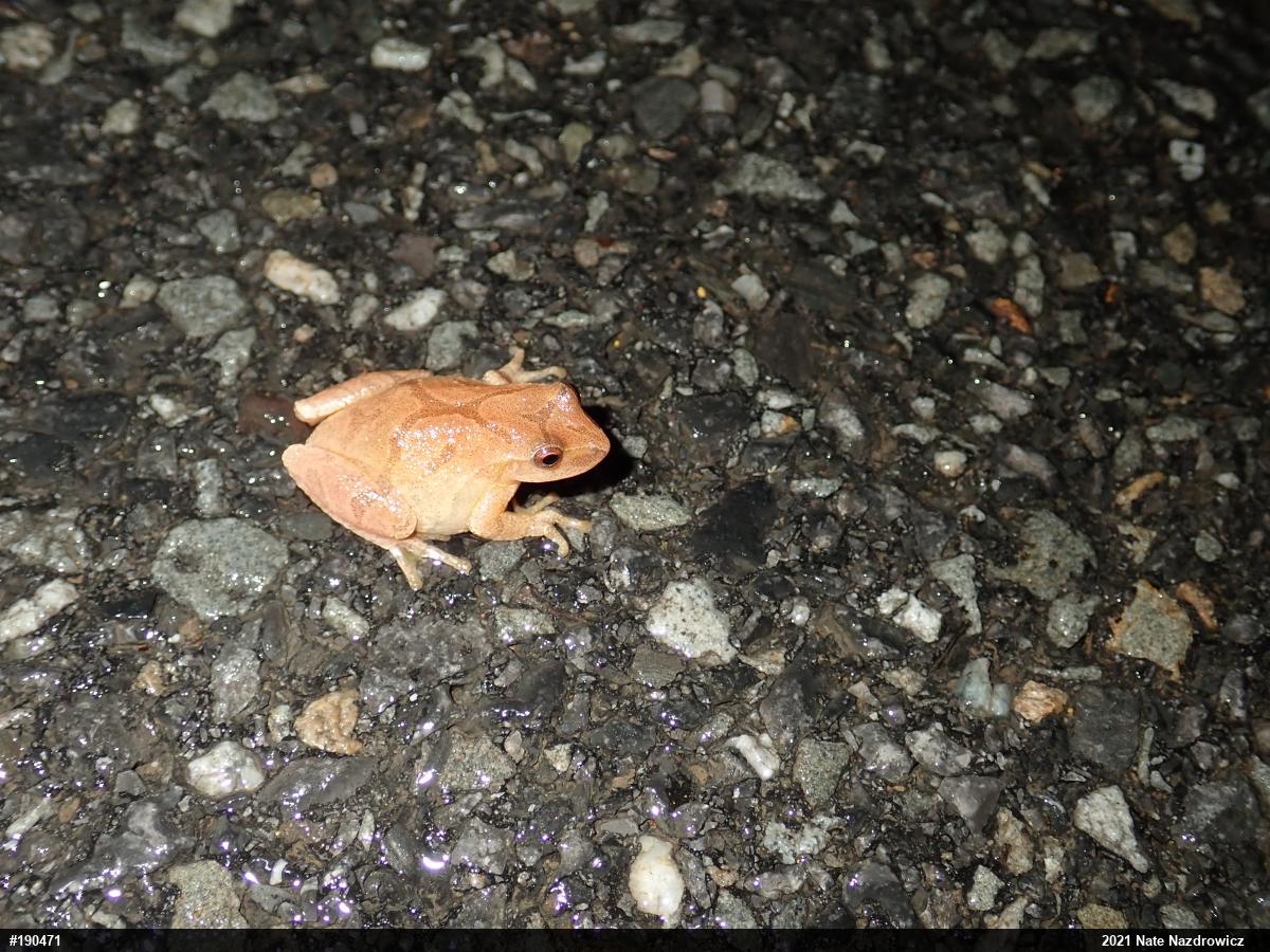 Spring Peeper