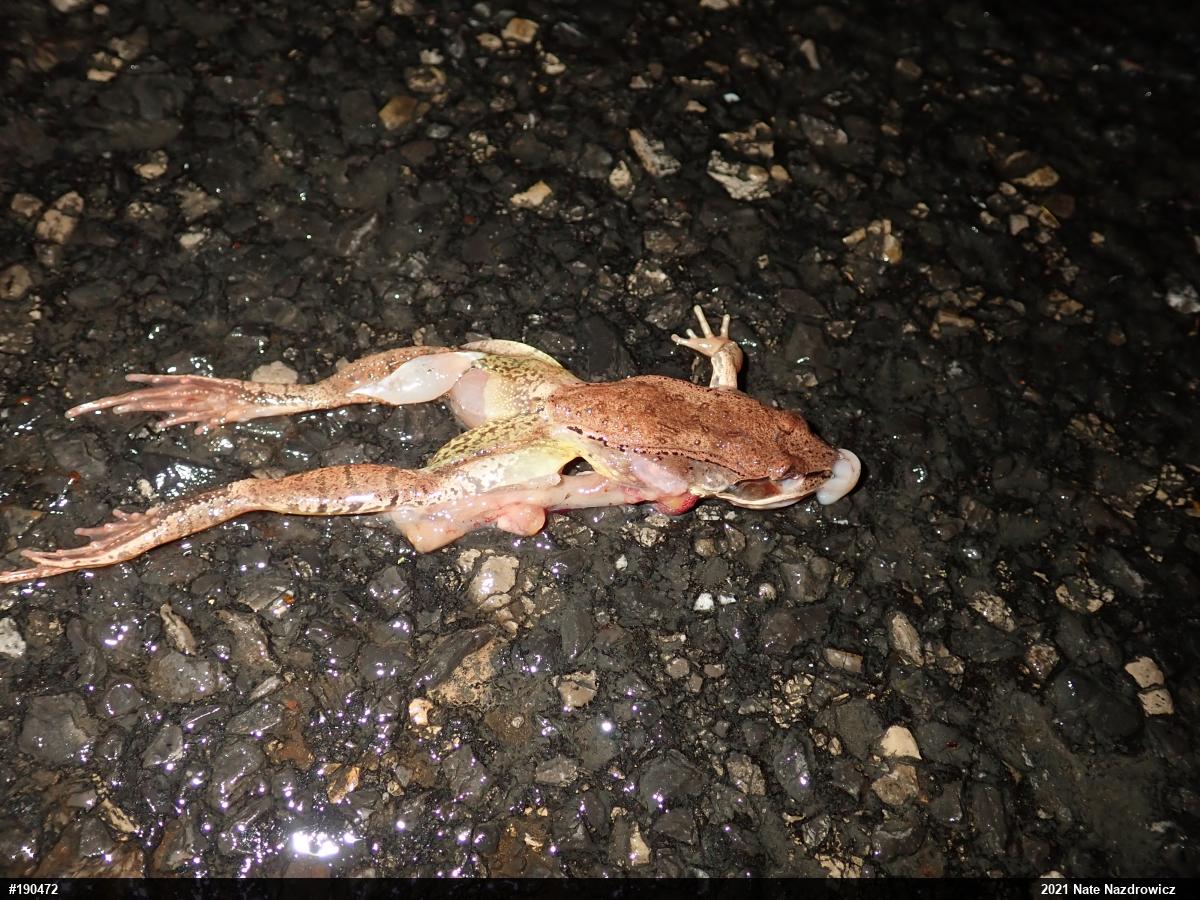 Wood Frog