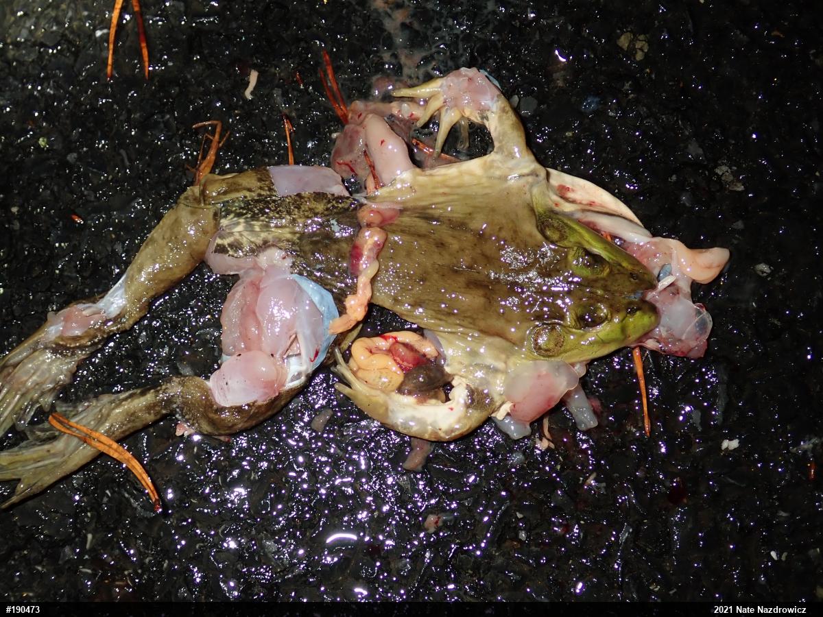 American Bullfrog