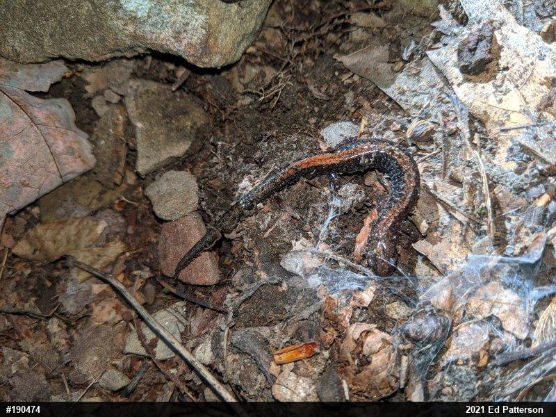 Eastern Red-backed  Salamander
