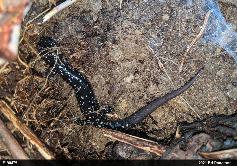 Northern Slimy Salamander