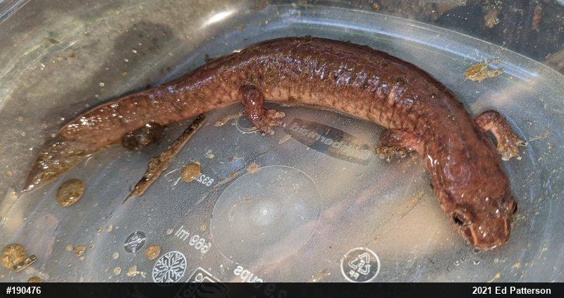 Northern Spring Salamander