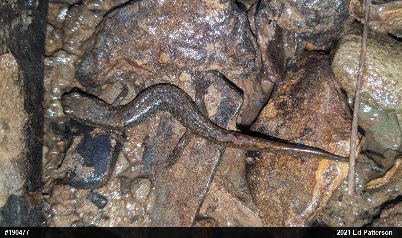 Northern Dusky Salamander