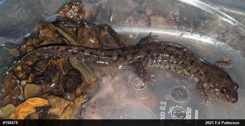 Seal Salamander