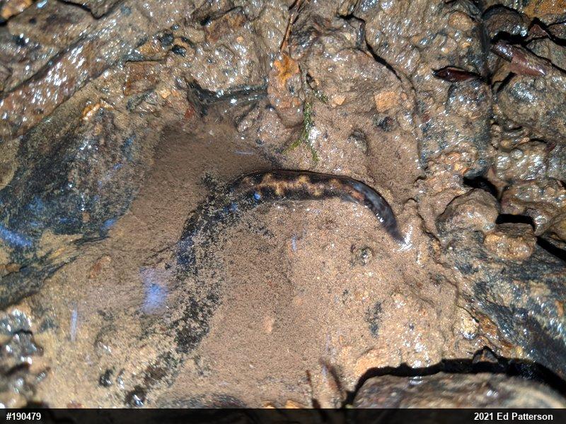 Seal Salamander