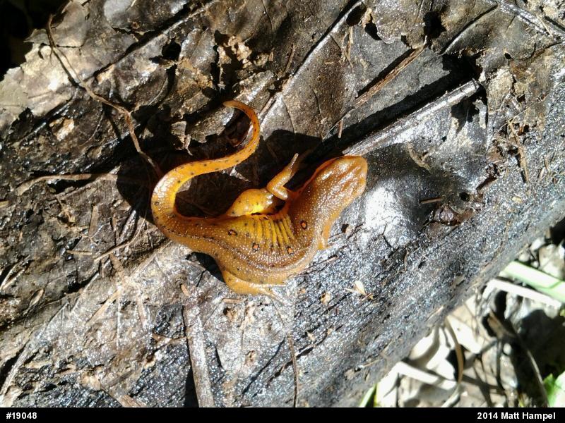 Red-spotted Newt