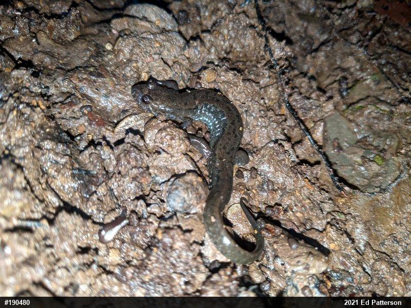 Northern Dusky Salamander