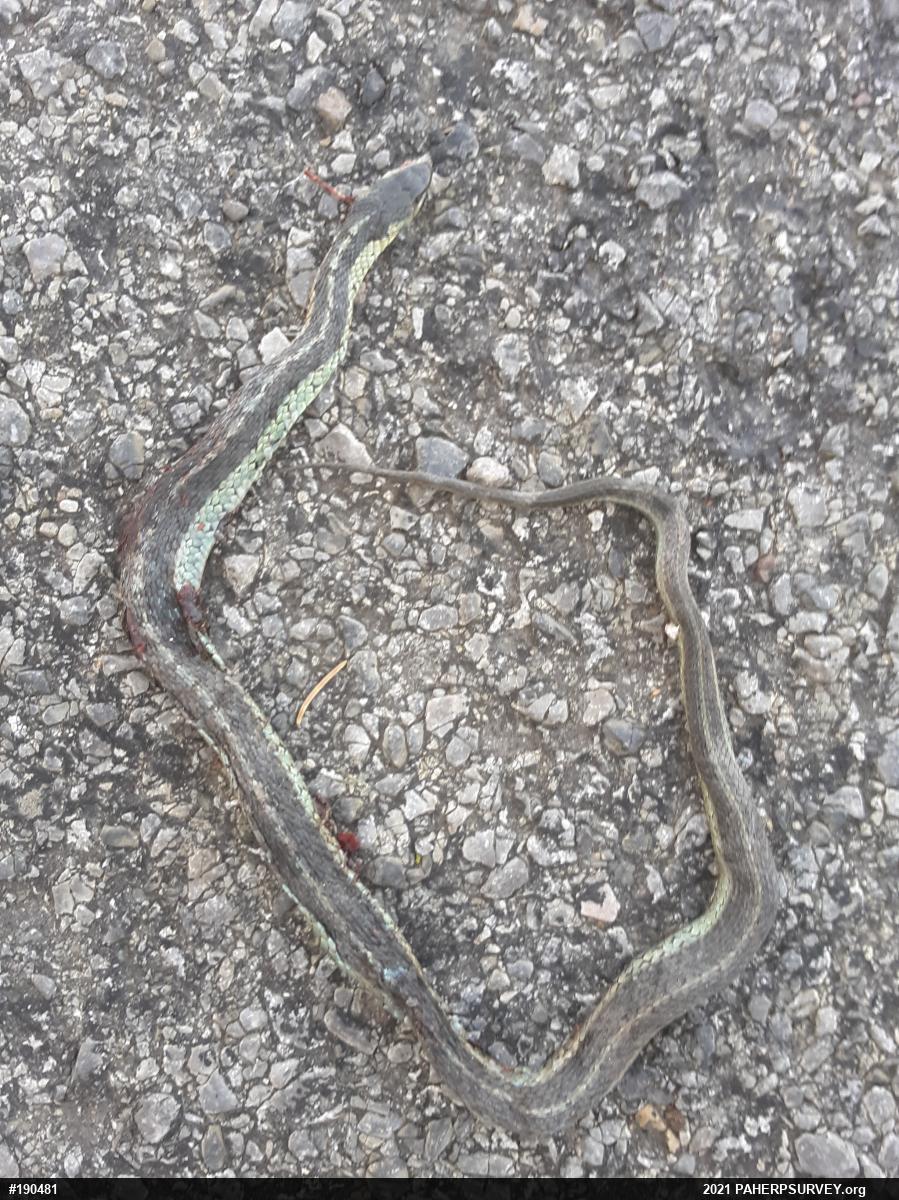 Eastern Gartersnake