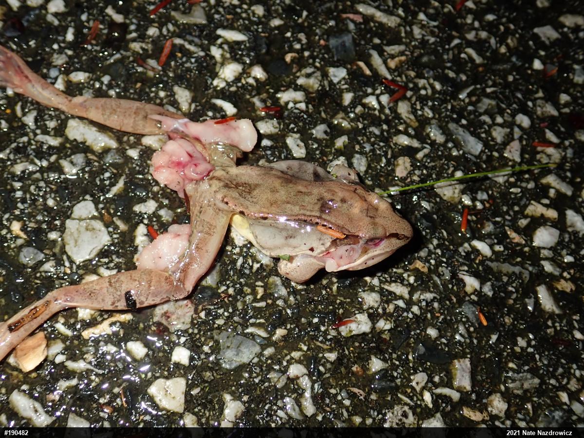 Wood Frog