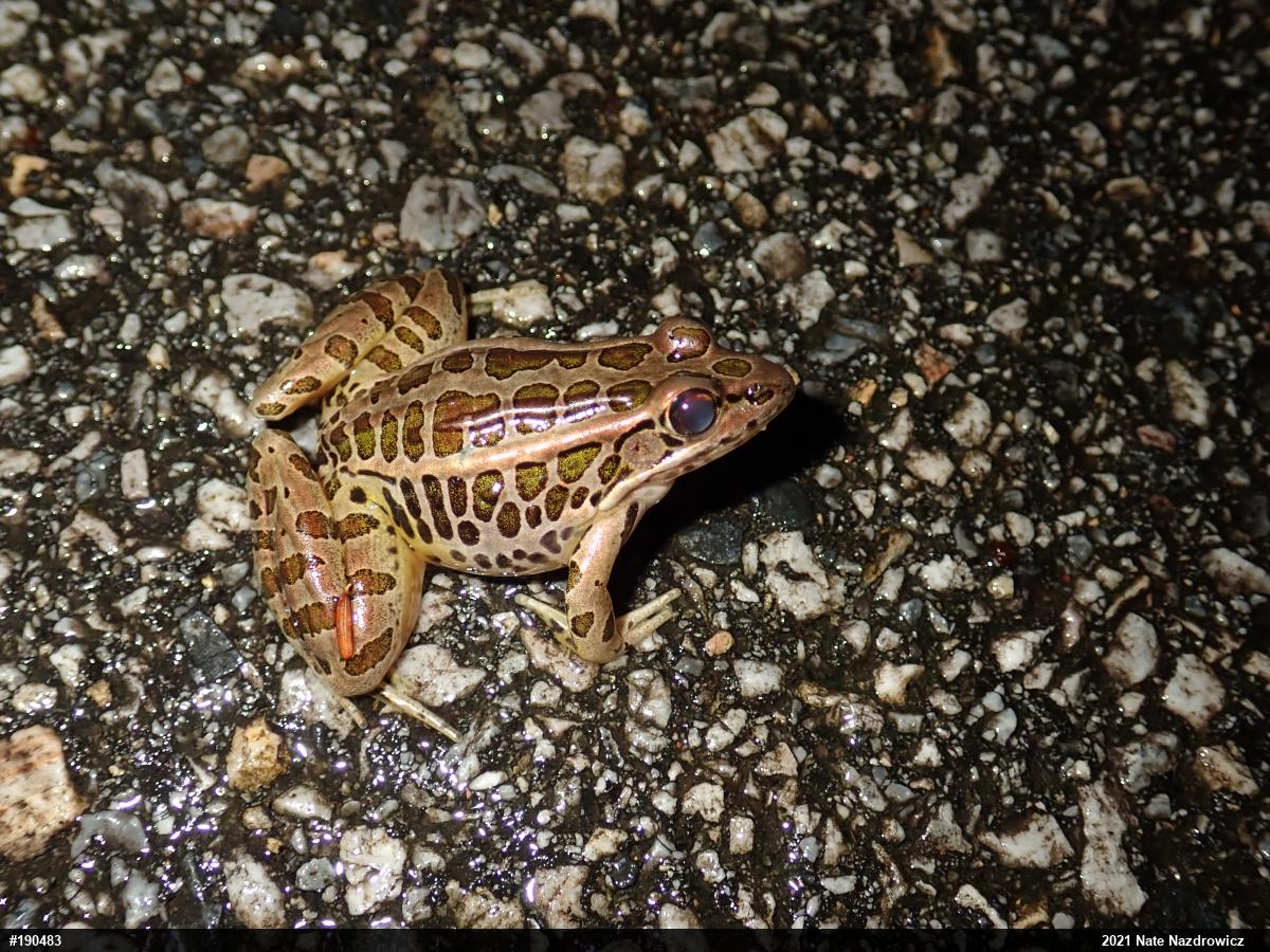 Pickerel Frog