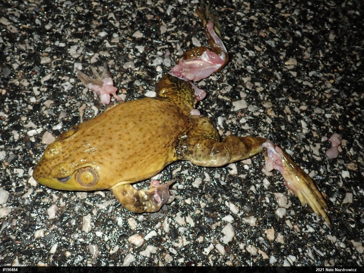 American Bullfrog