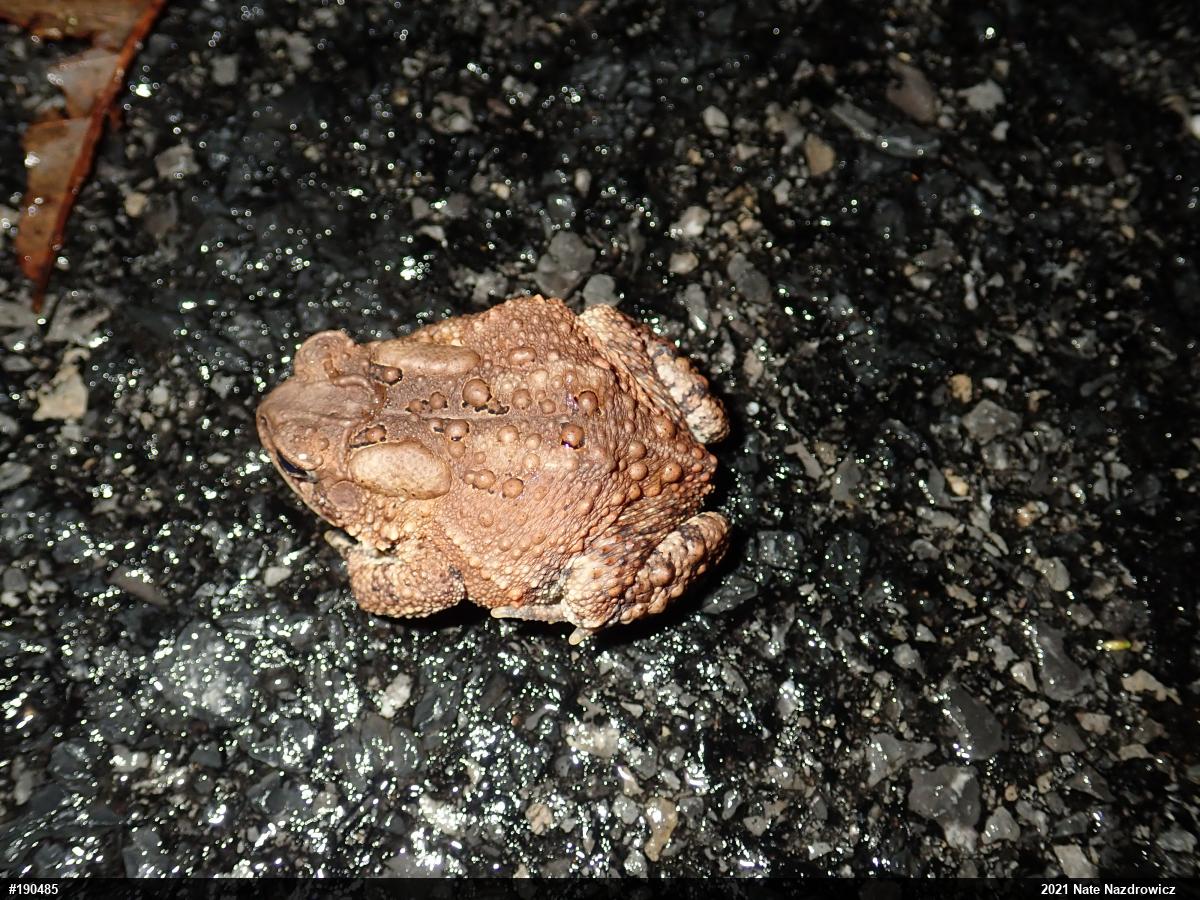 Eastern American Toad