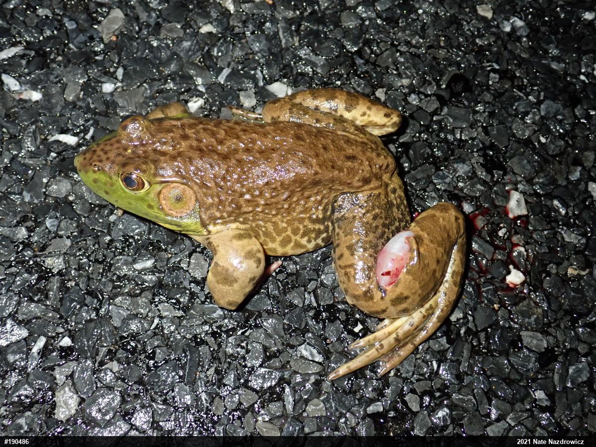 American Bullfrog