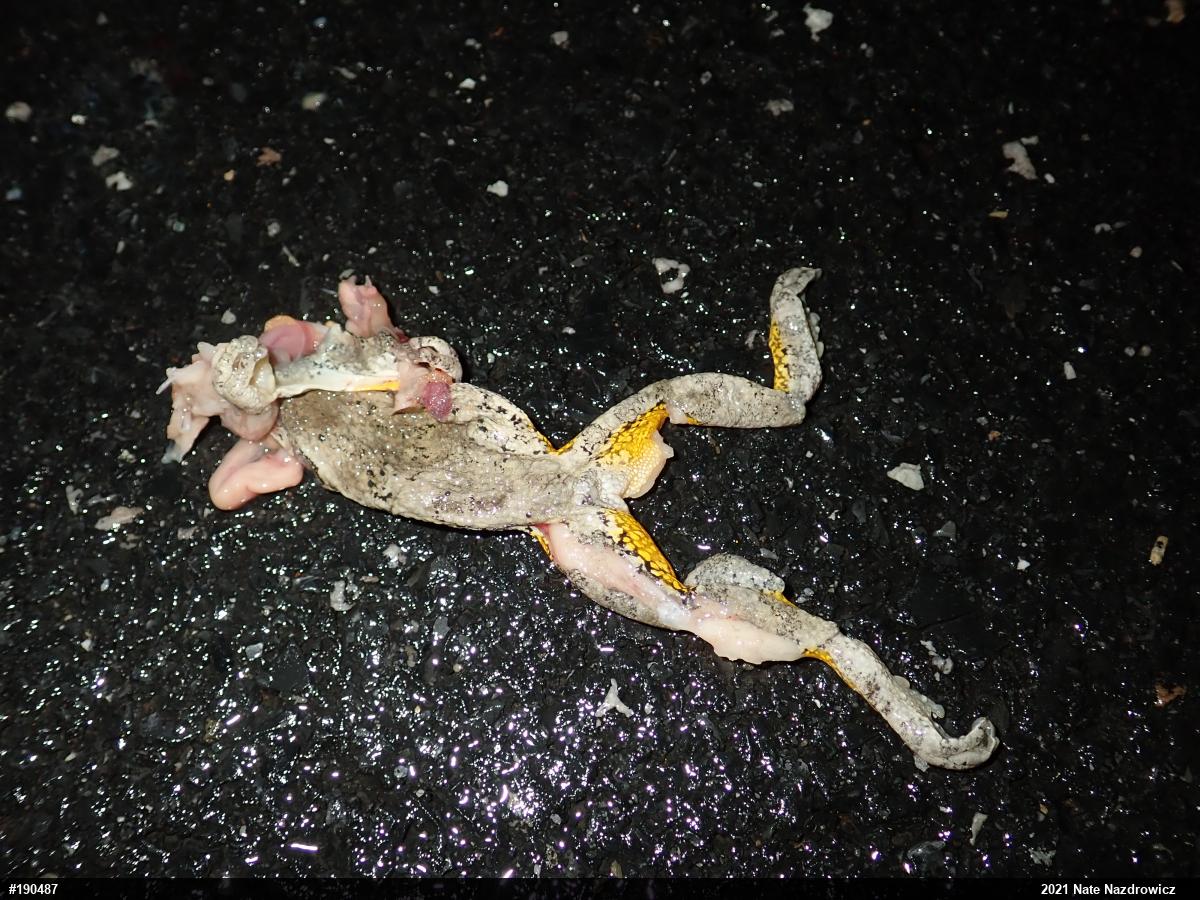 Unknown Gray Treefrog