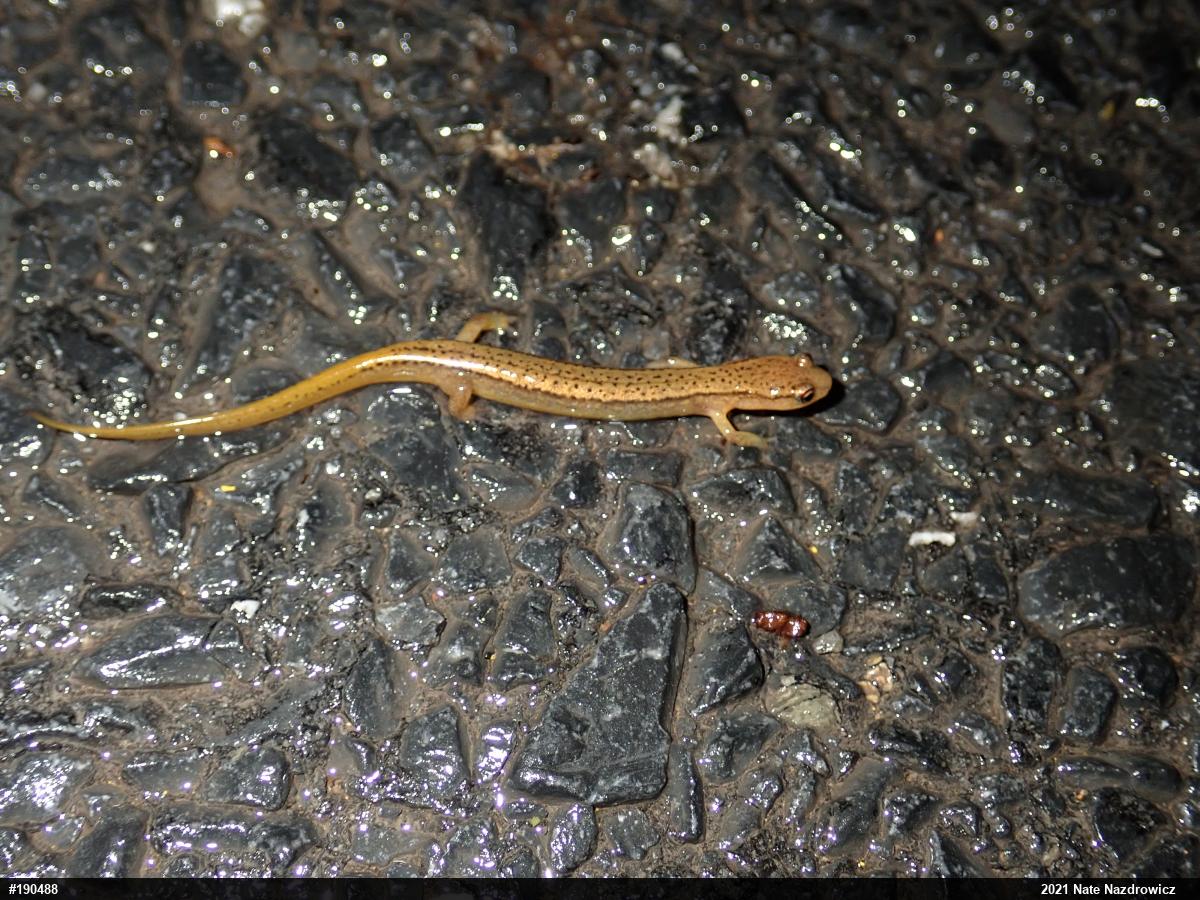 Northern Two-lined Salamander