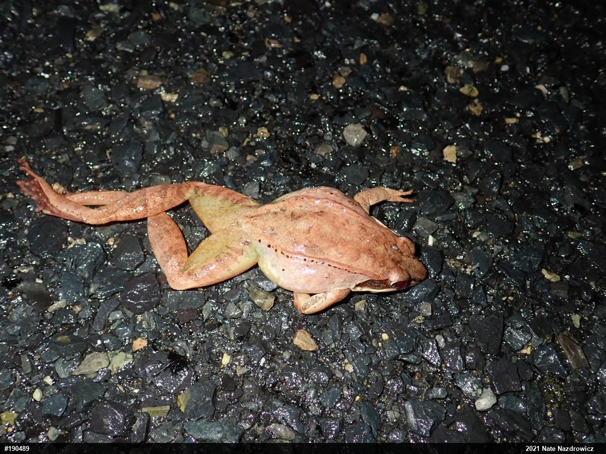 Wood Frog