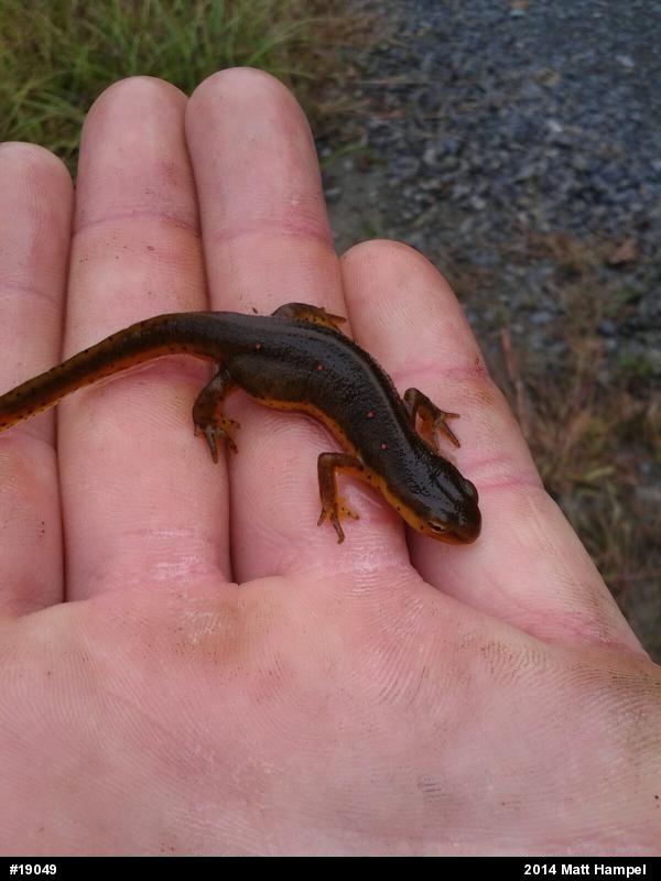 Red-spotted Newt