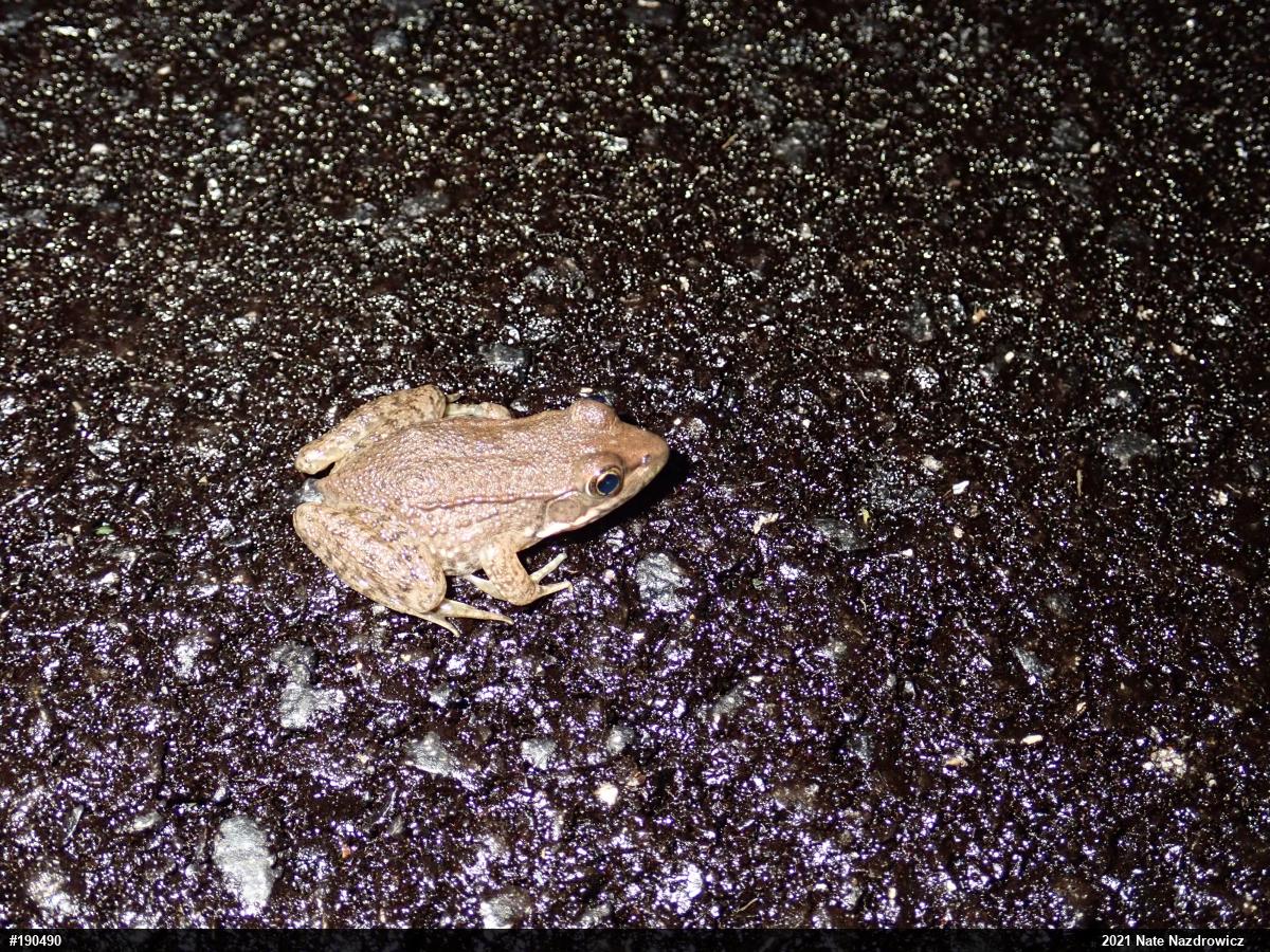 Green Frog