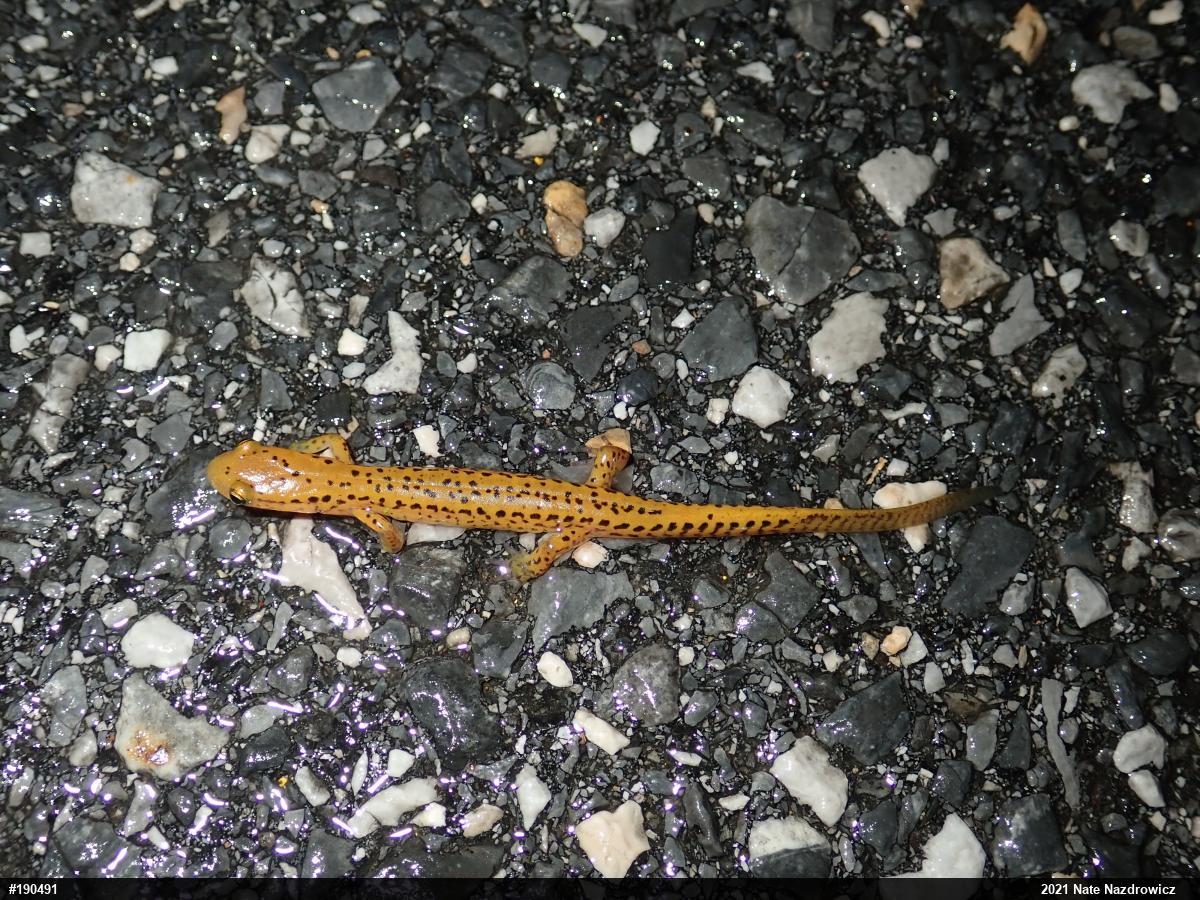 Eastern Long-tailed Salamander