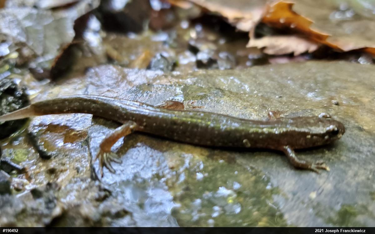 Northern Dusky Salamander