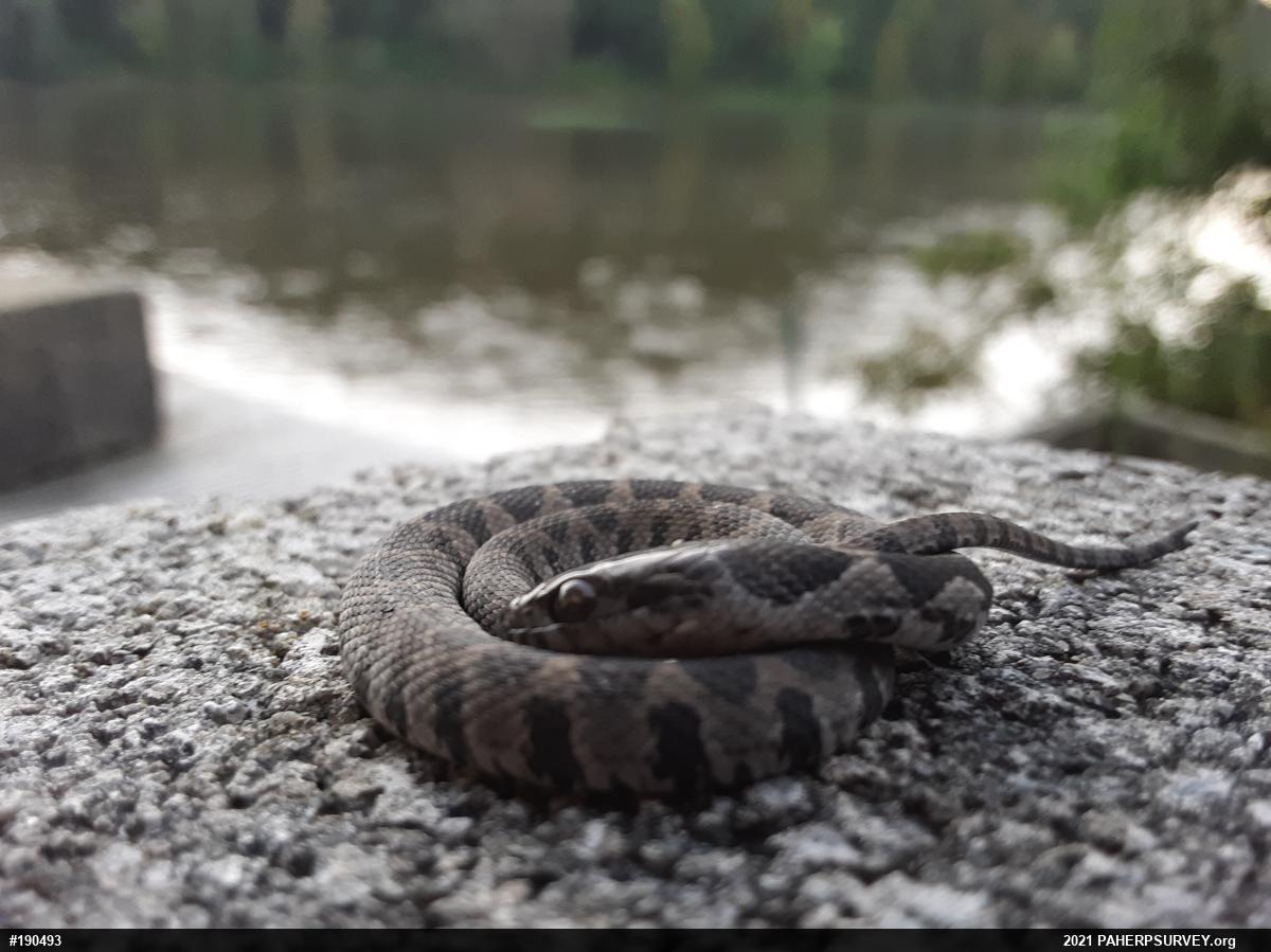 Northern Watersnake