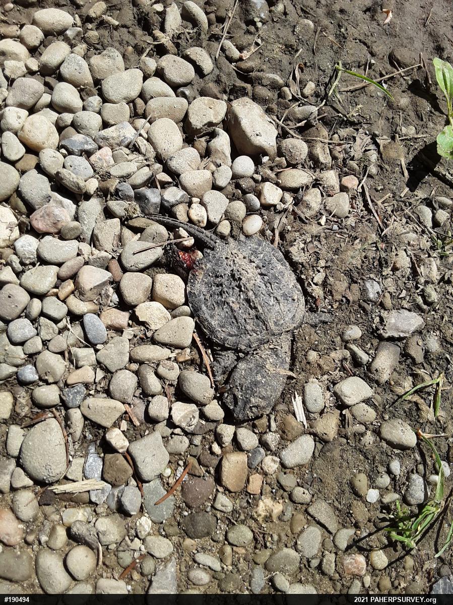 Snapping Turtle