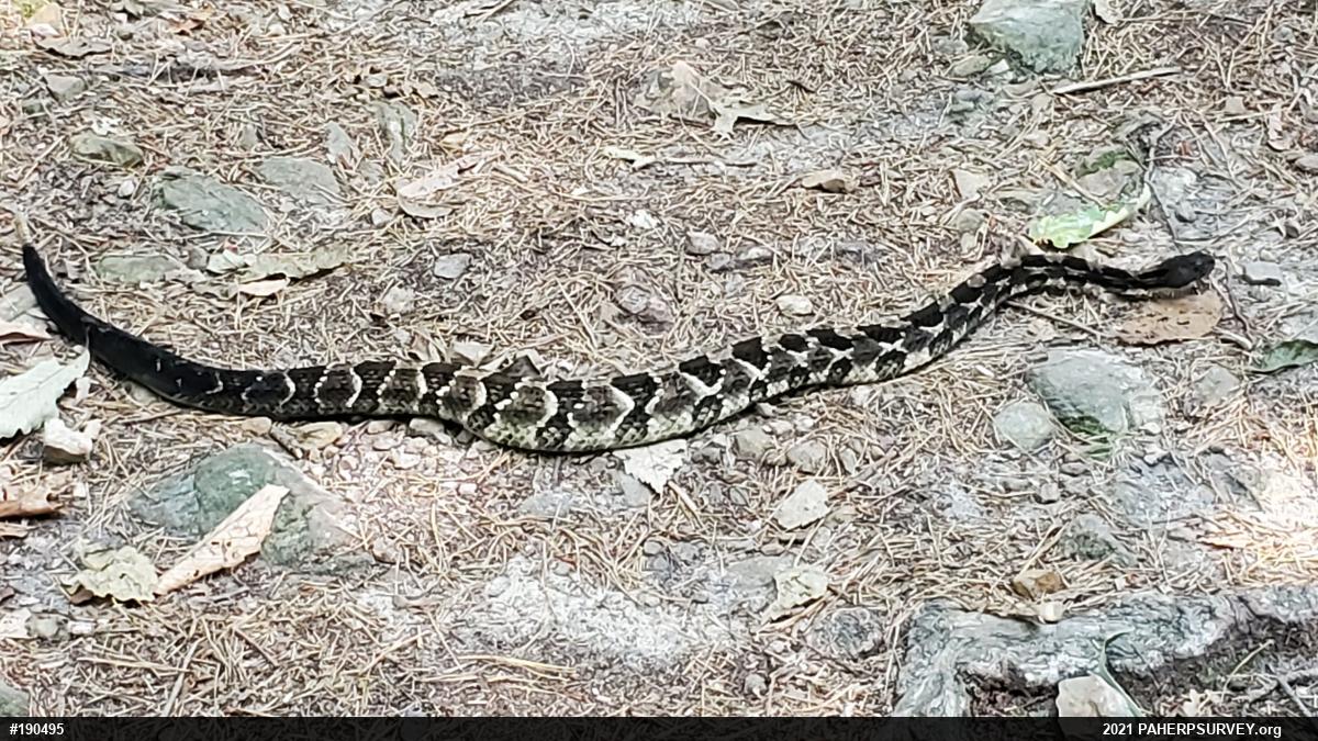 Timber Rattlesnake