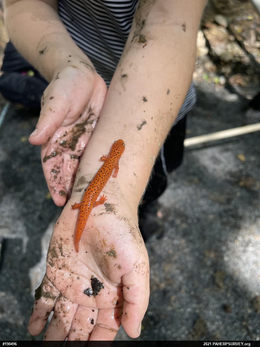 Northern Red Salamander