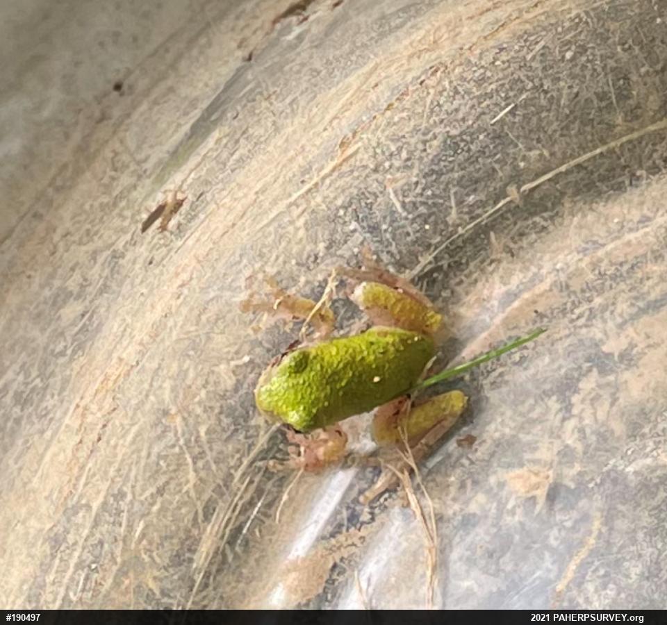 Unknown Gray Treefrog