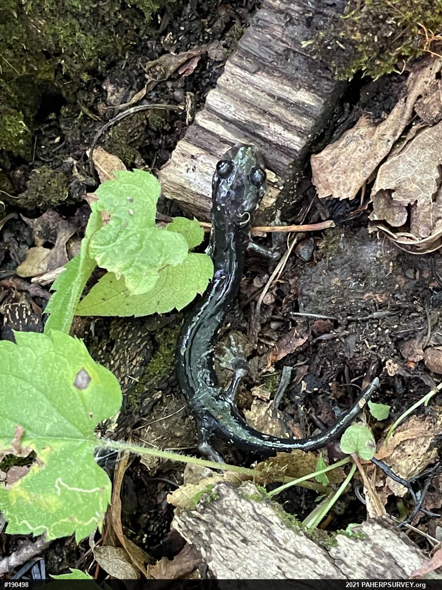Wehrle's Salamander