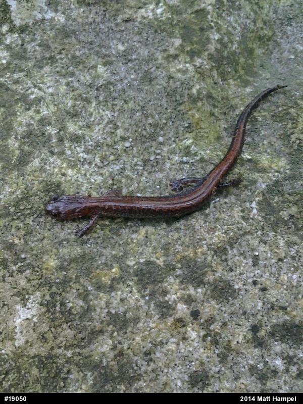 Eastern Red-backed  Salamander