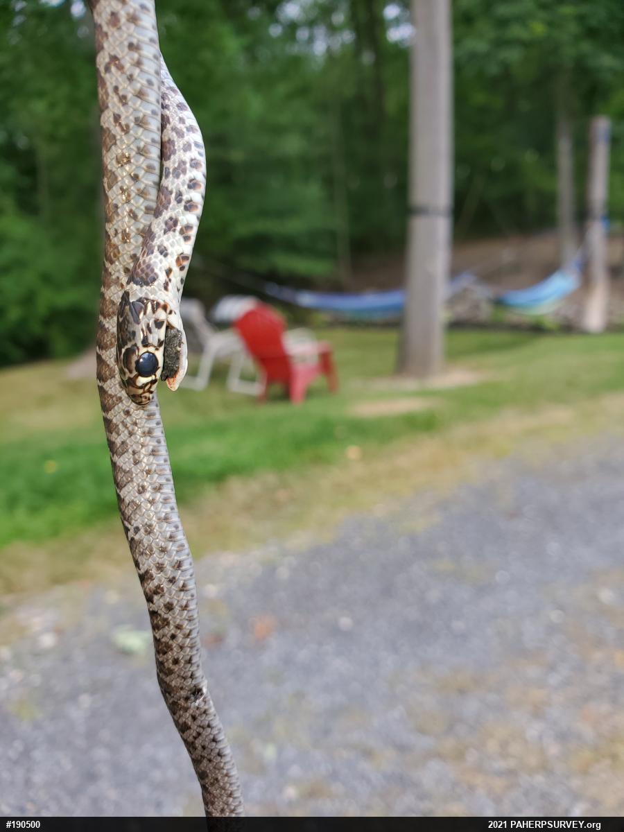 Northern Black Racer