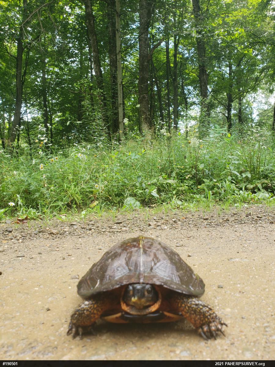 Wood Turtle