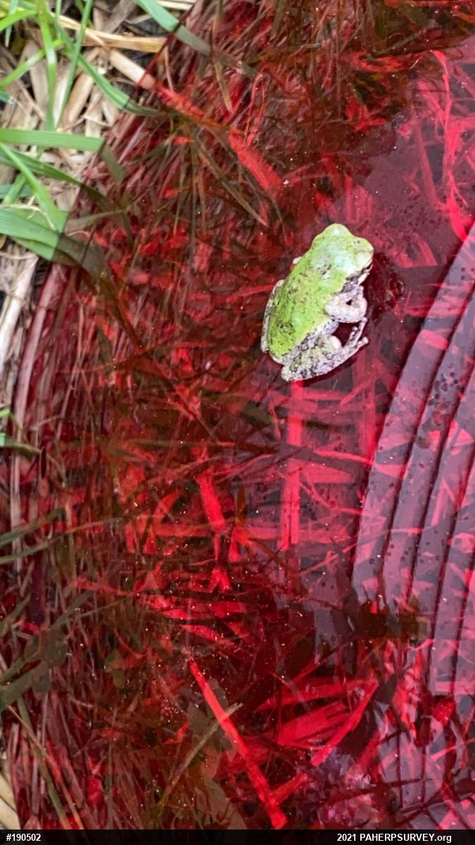 Unknown Gray Treefrog