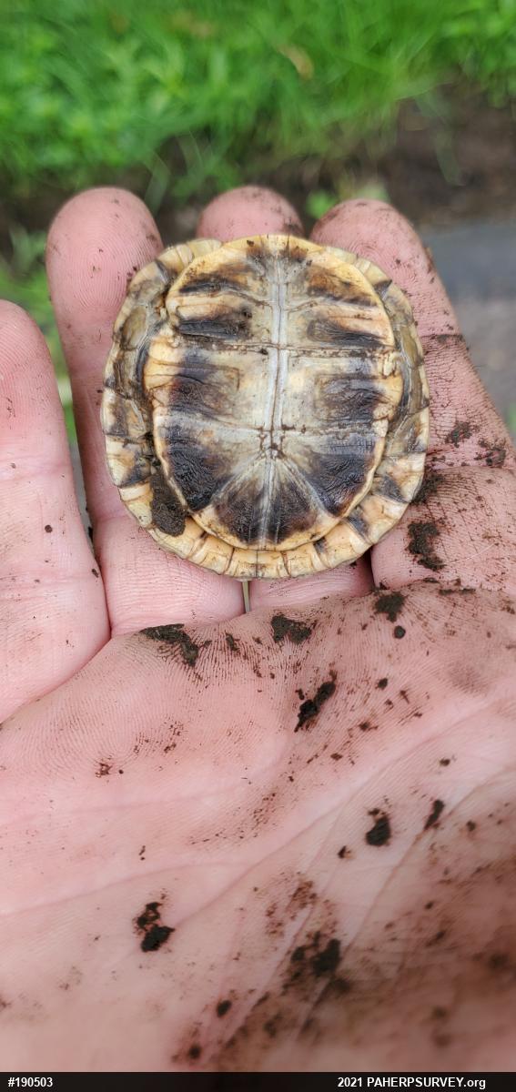 Eastern Box Turtle