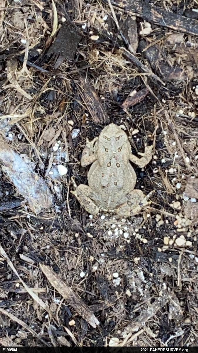 Eastern American Toad