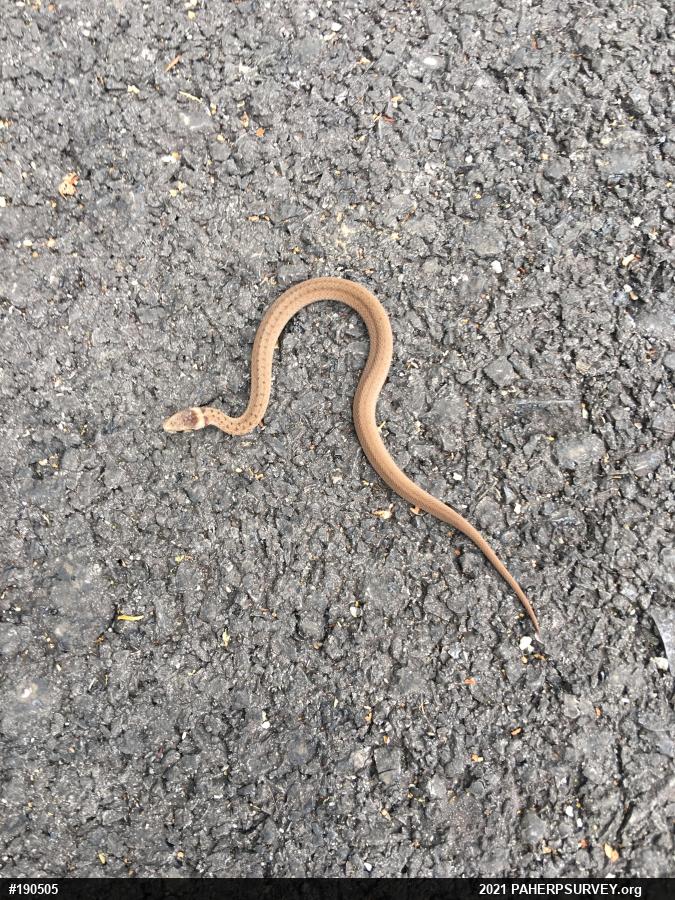 Dekay's Brownsnake